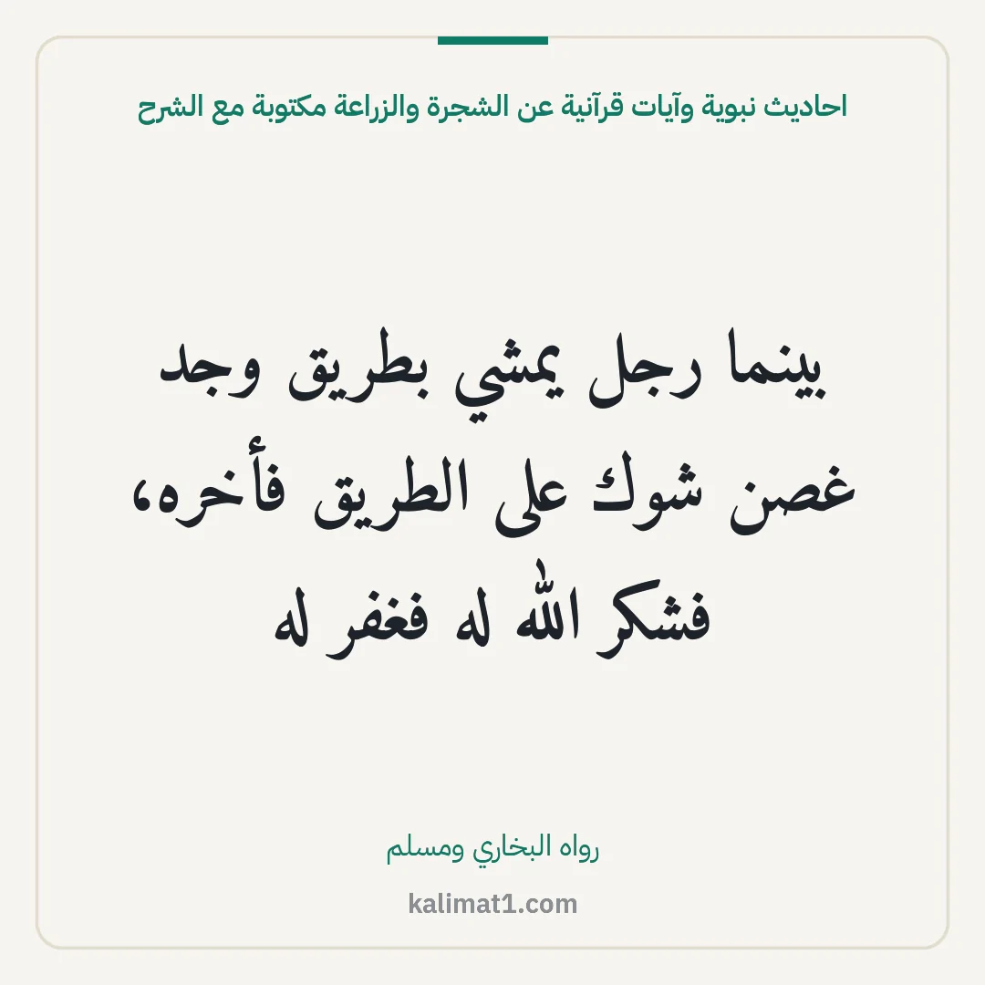 احاديث نبوية وآيات قرآنية عن الشجرة والزراعة مكتوبة مع الشرح: بينما رجل يمشي بطريق وجد غصن شوك على الطريق فأخره، فشكر الله له فغفر له