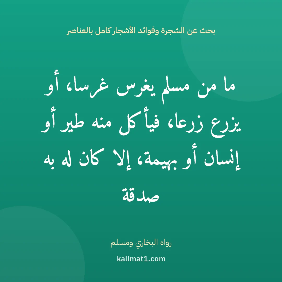 بحث عن الشجرة وفوائد الأشجار كامل بالعناصر: ما من مسلم يغرس غرسا، أو يزرع زرعا، فيأكل منه طير أو إنسان أو بهيمة، إلا كان له به صدقة