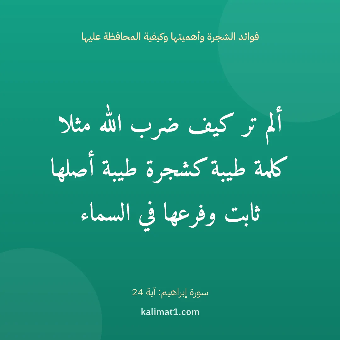 فوائد الشجرة وأهميتها وكيفية المحافظة عليها: ألم تر كيف ضرب الله مثلا كلمة طيبة كشجرة طيبة أصلها ثابت وفرعها في السماء